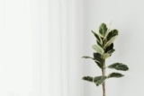 What Are the Best Wall Decor Options for Minimalist Interiors?